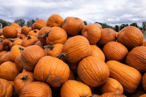 A large pile of pumpkins