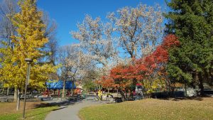 Fall colours along a path in Brewer Park