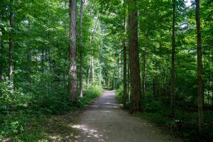 A dirt trail through a green maple forest in summer