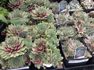 Plants for sale at the Parkdale Market in Hintonburg